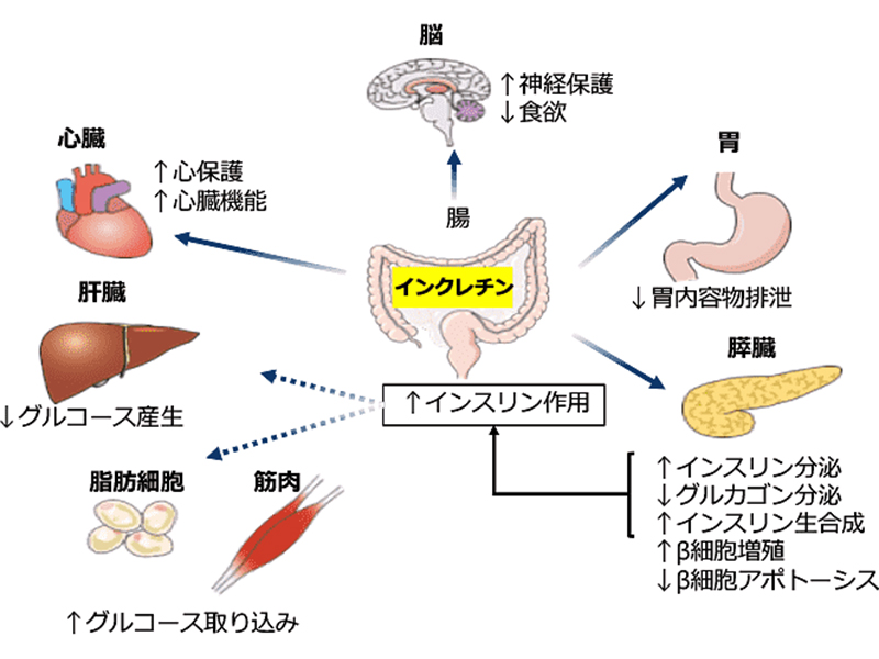 インクレチンの説明